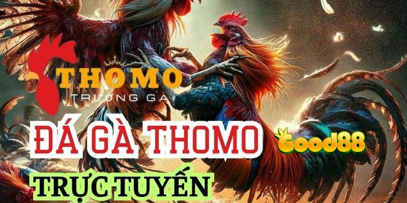 đá gà thomo